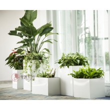 專注室內(nèi)綠植服務(wù)8年，綠植租賃，免費(fèi)養(yǎng)護(hù)，一站式商務(wù)空間